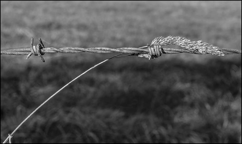 Grass on barbed wire_Russell  Hynard_set.i03.tif